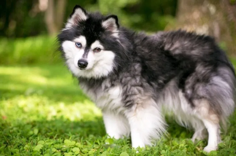 Alaskan klee kai Portret alaskan klee kai