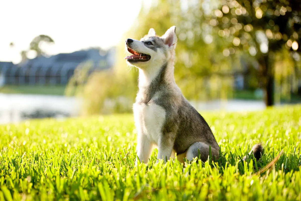 Alaskan klee kai na łące Alaskan klee kai na spacerze