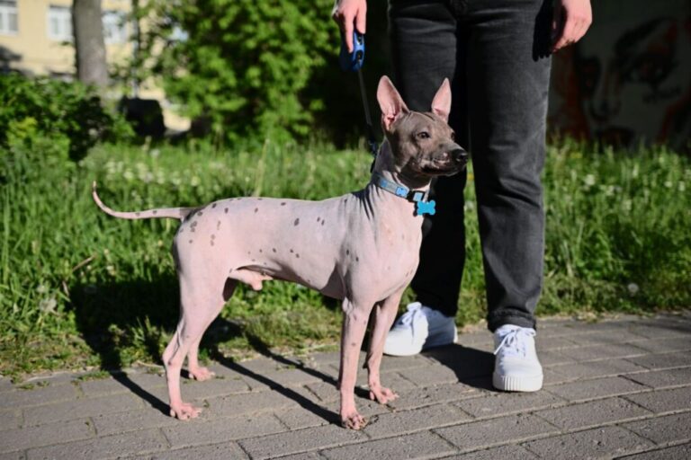 American hairless terrier