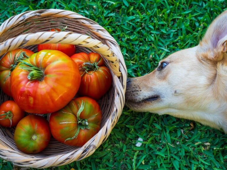 Pies i pomidory