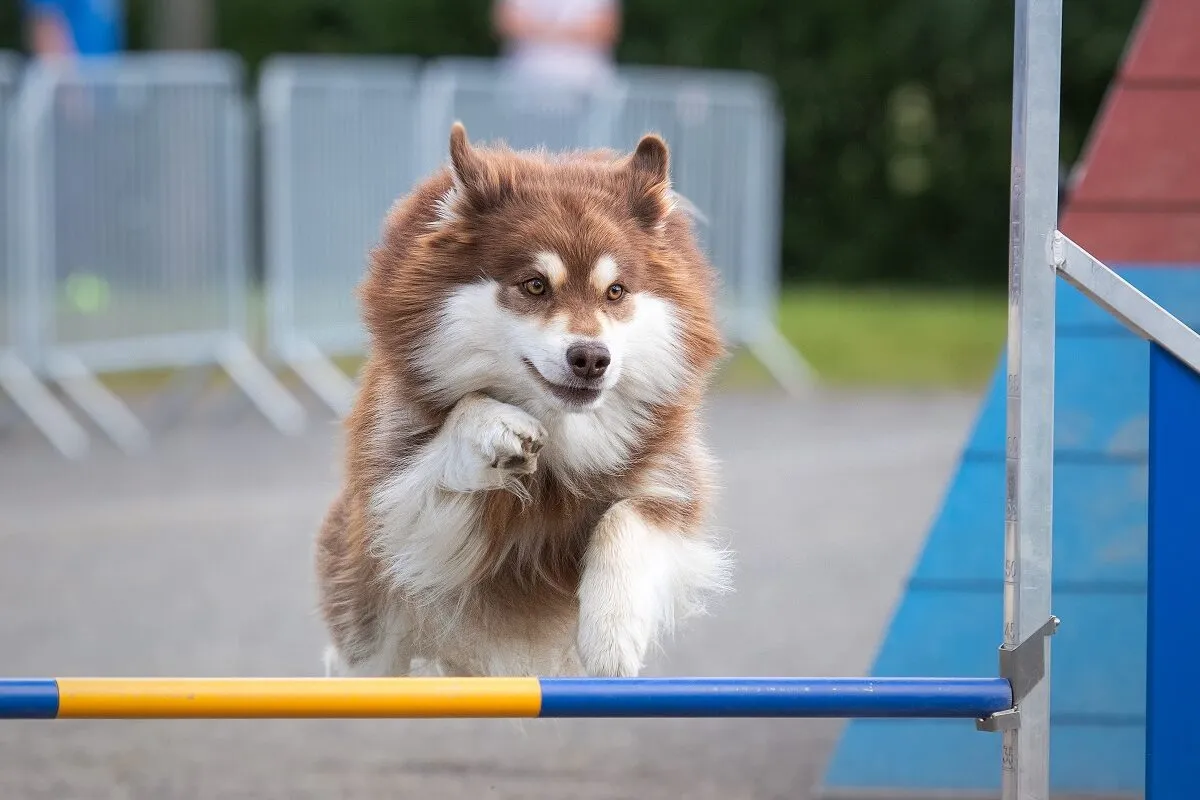 Fiński lapphund podczas agility Lappi podczas agility