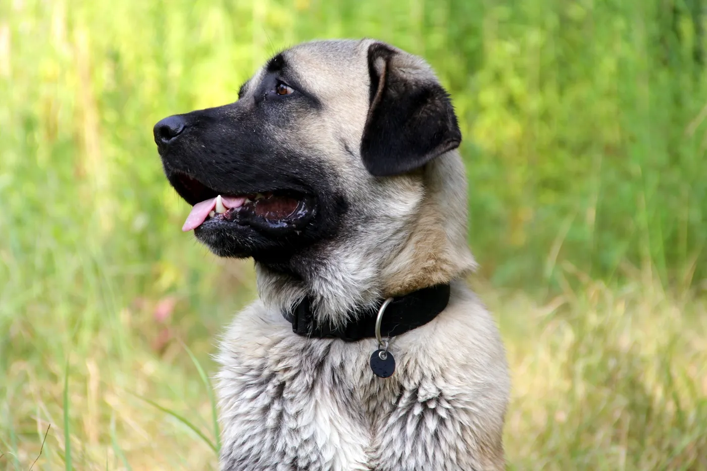Kangal Portret kangala