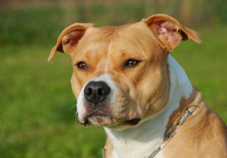 American staffordshire terrier