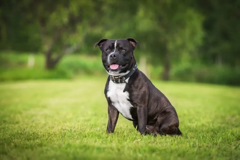 Staffordshire bull terier Staff na łące