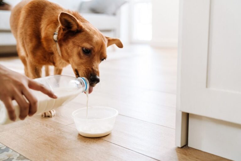 Pies pijący mleko