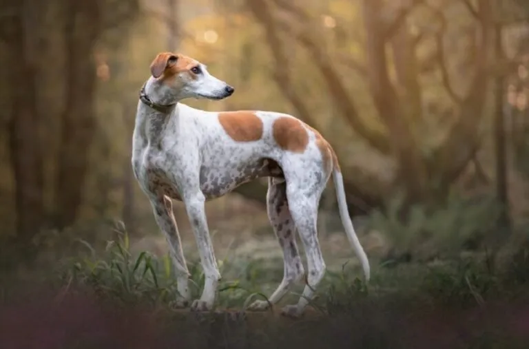 Lurcher Lurcher w lesie