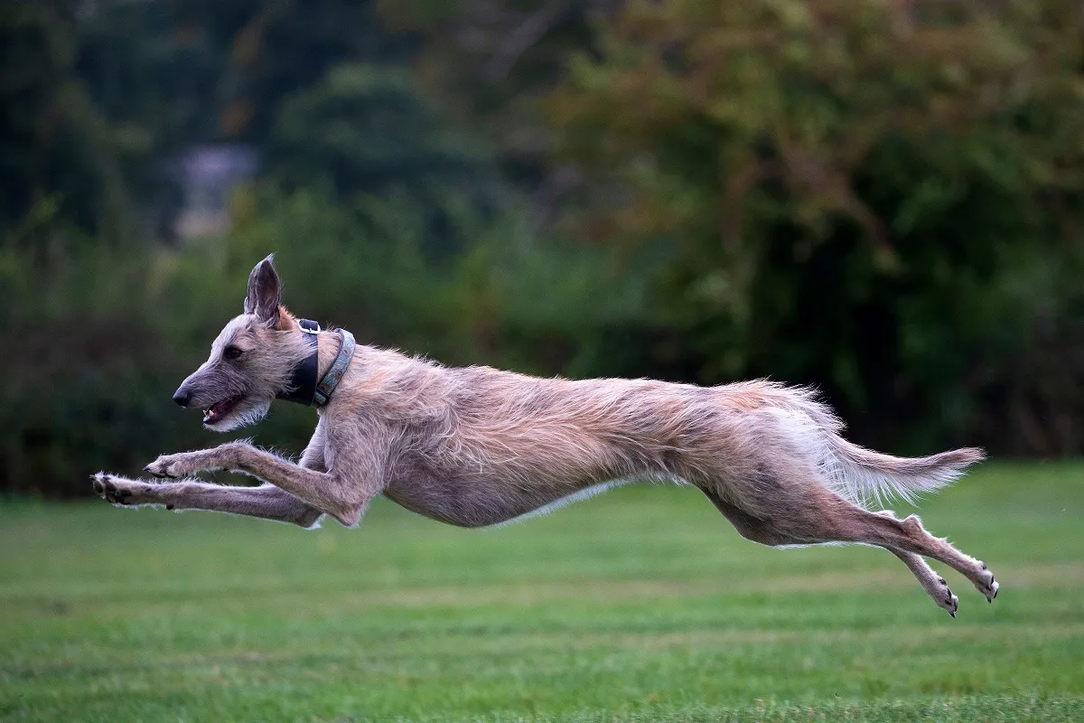Lurcher w biegu Lurcher na łące