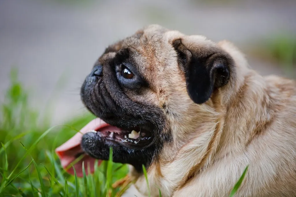 Mops z krótkoczaszczkowością