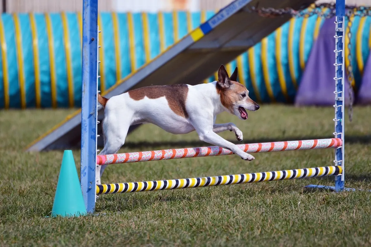 Rat terier podczas agility Rat terier skaczący przez przeszkodę