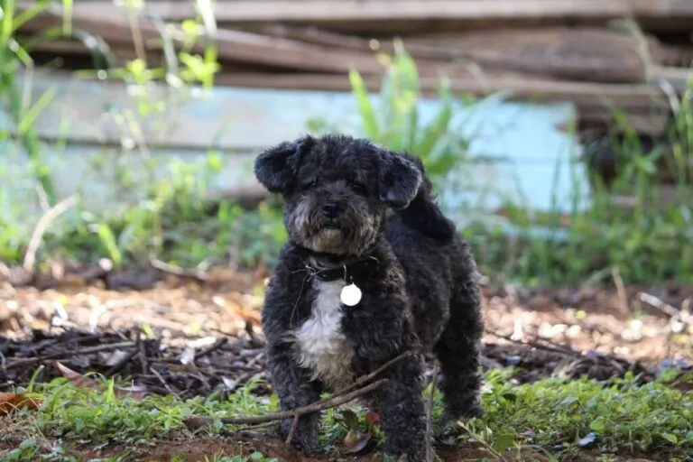 Schnoodle Mieszanka pudla i sznaucera