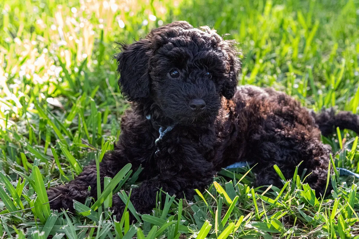 Szczenię schnoodle Schnoodle w trawie