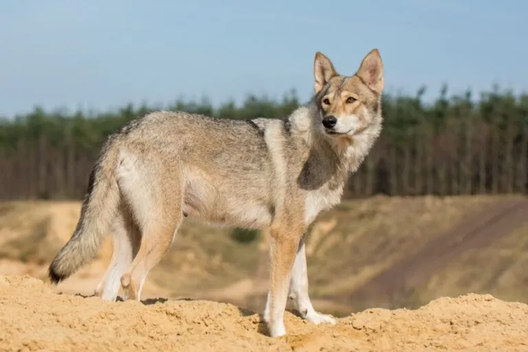 Tamaskan Suczka tamaskana