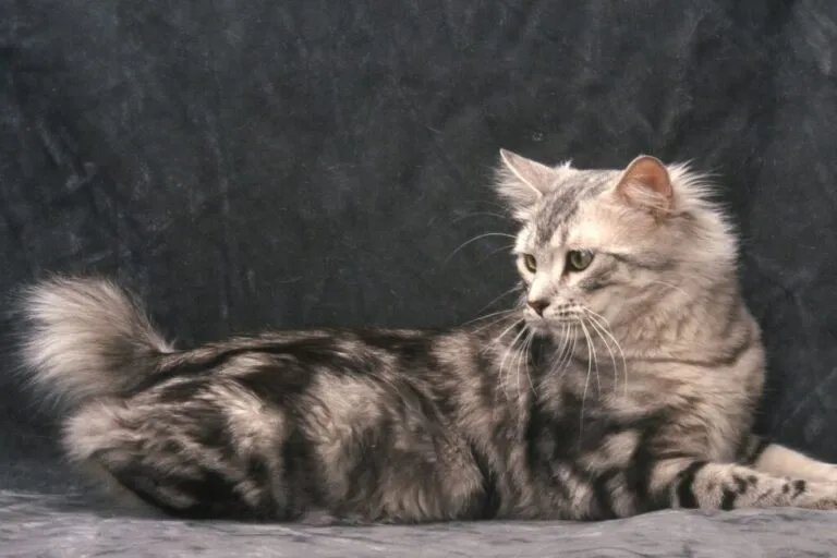 Amerykański bobtail Amerykański bobtail na czarnym tle