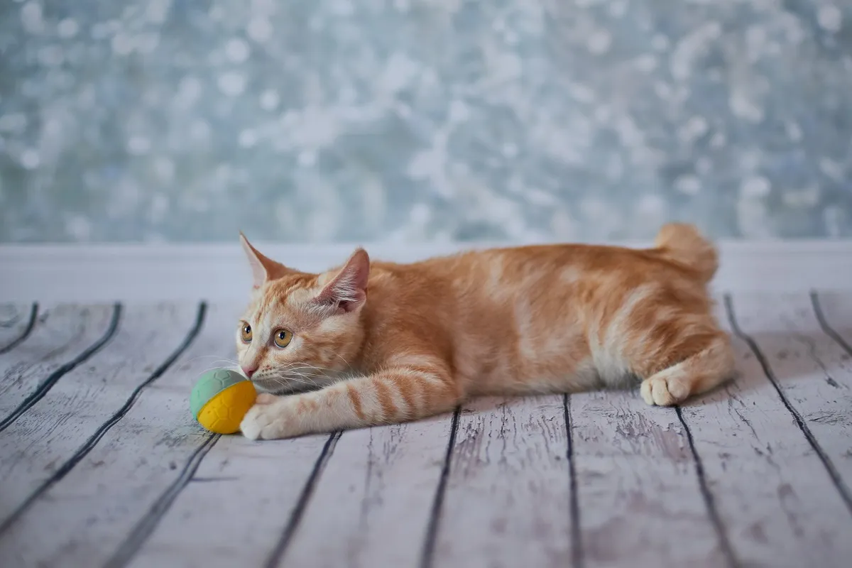 Amerykański bobtail bawiący się piłką Amerykański bobtail podczas zabawy piłką