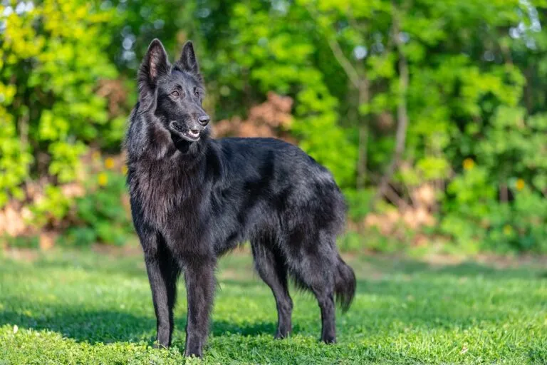 Groenendael owczarek belgijski Groenendael owczarek belgijski