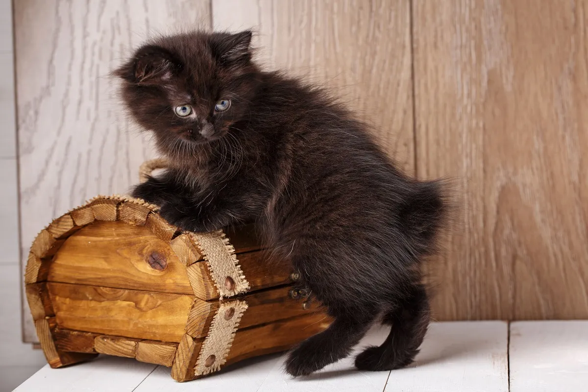 Kocię amerykańskiego bobtaila Młody amerykański bobtail