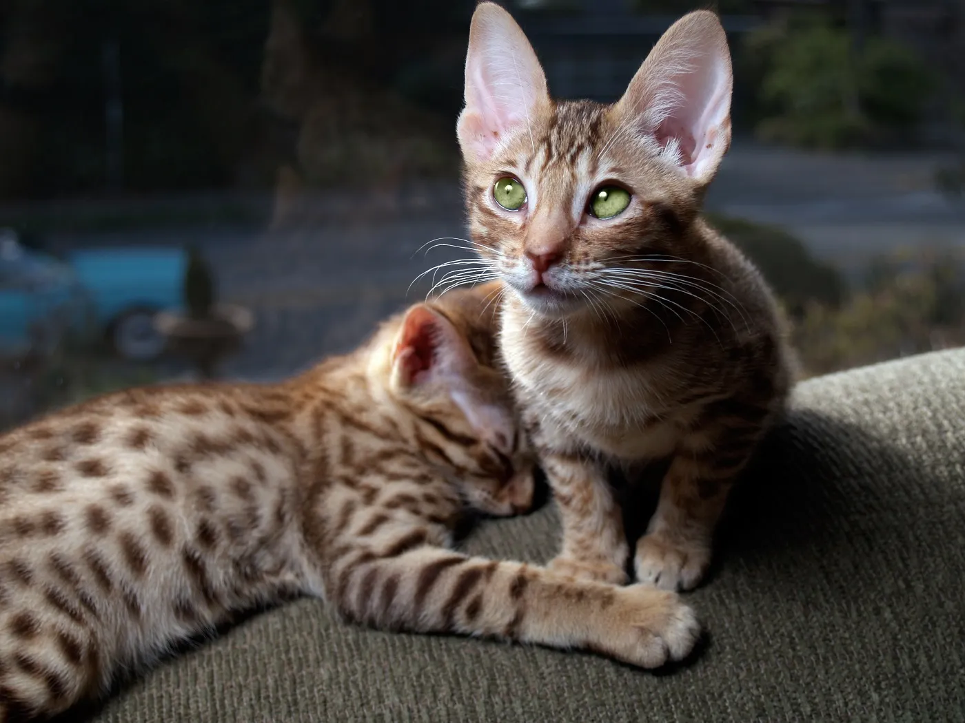 Kocięta ocicat Para kociąt ocicat