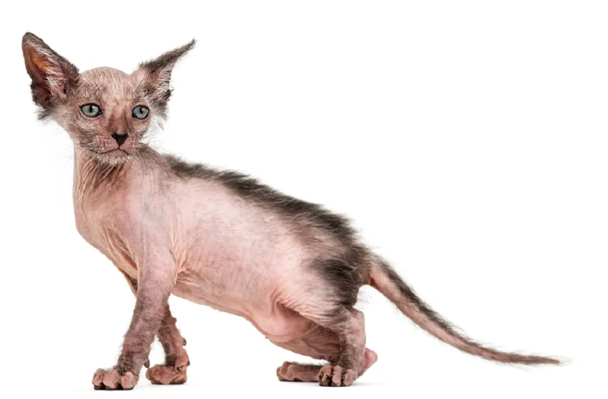 Lykoi Kot wilkołak