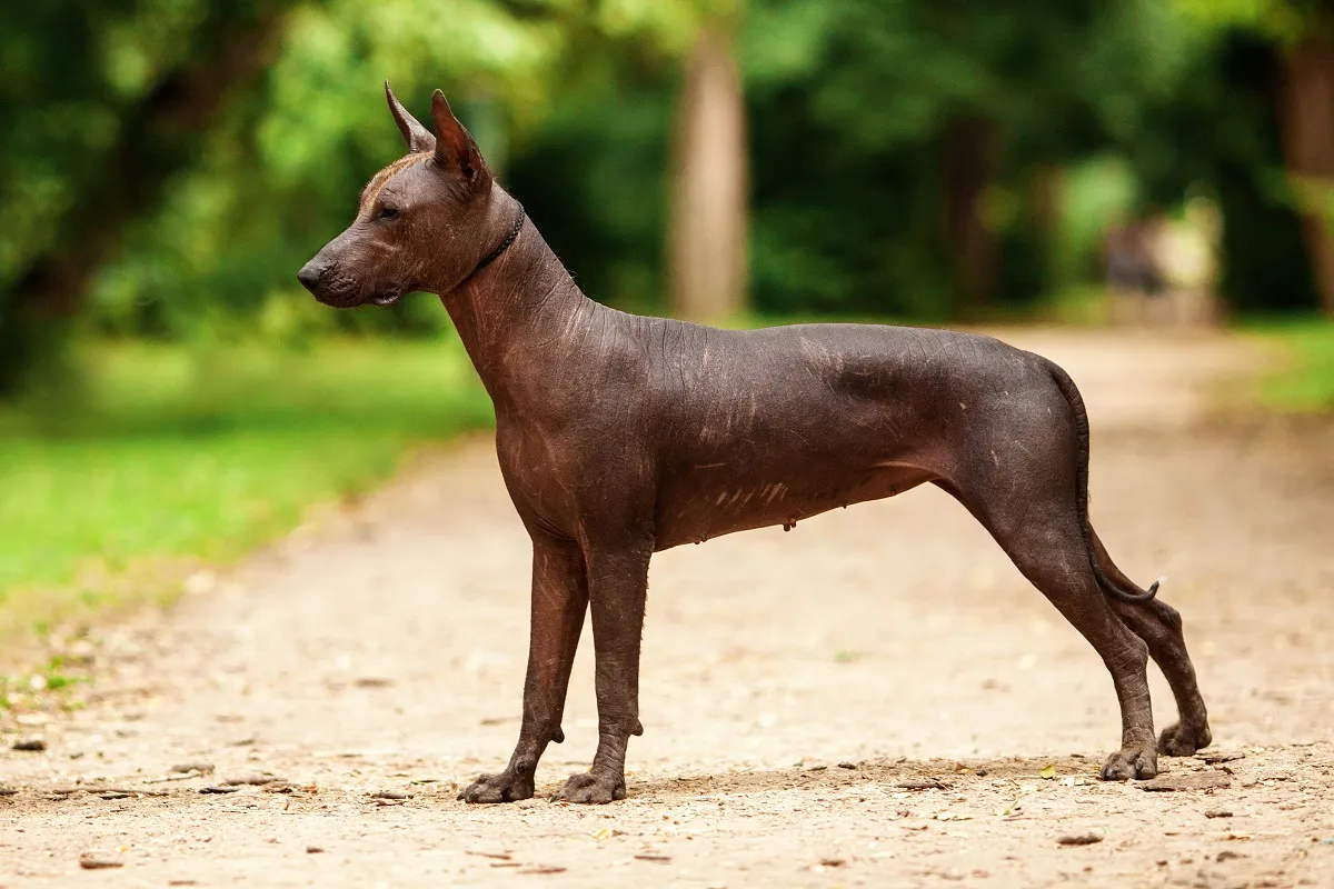 Nagi pies meksykański Xoloitzcuintle