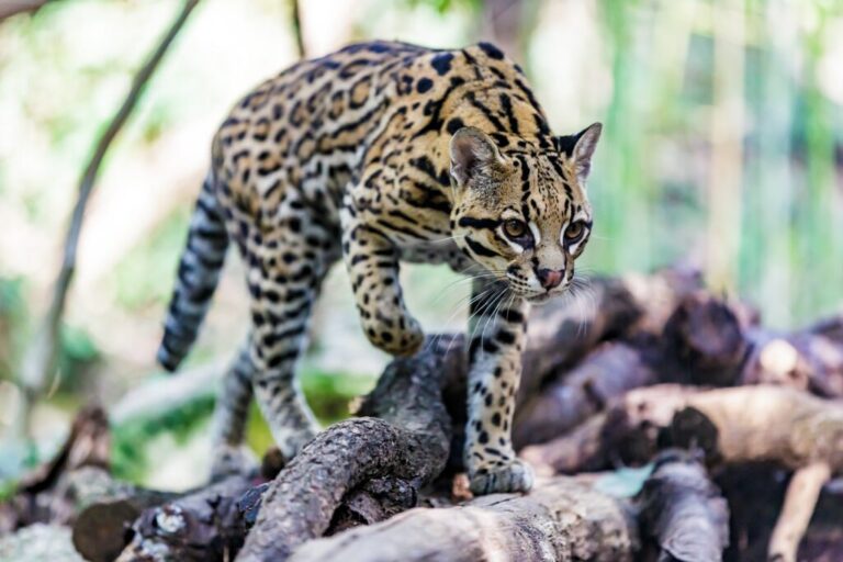 Ocelot w buszu