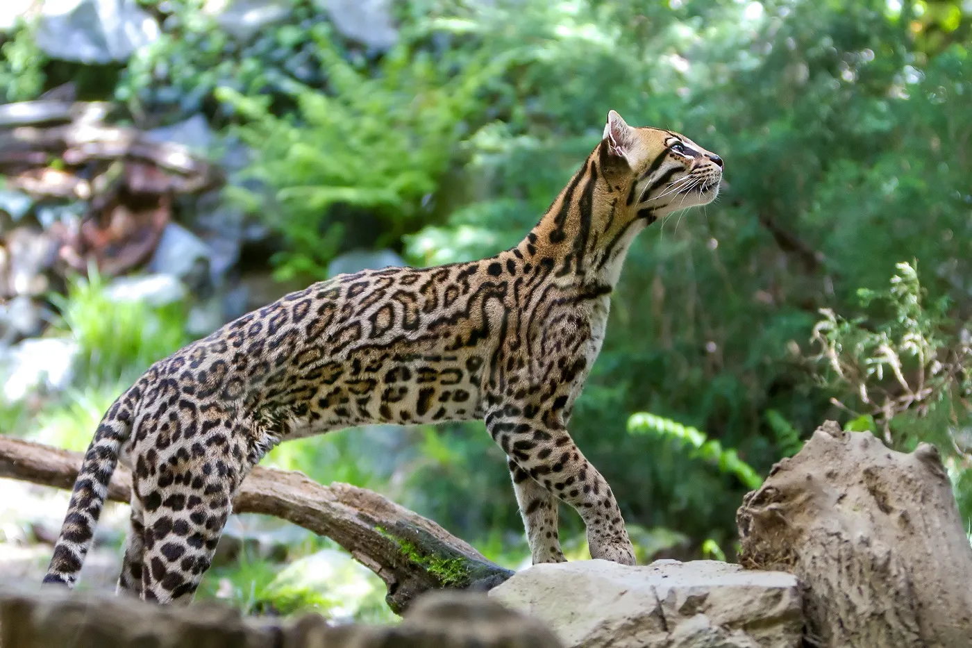 Ocelot w swoim naturalnym środowisku Ocelot na polowaniu