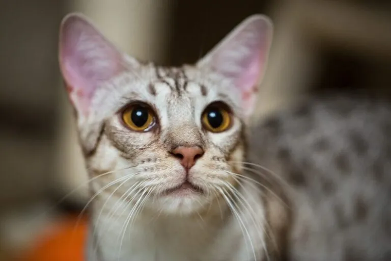Ocicat Portret kota ocicat
