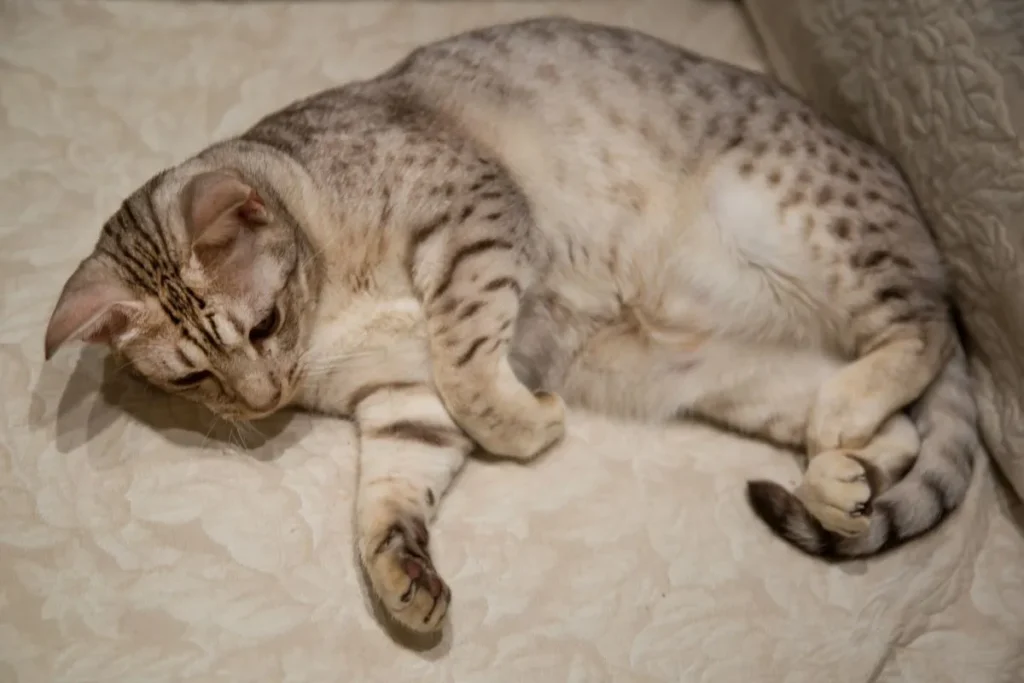 Ocicat bawi się na kanapie
