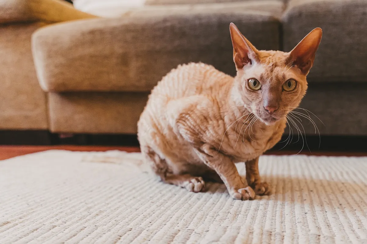 Peterbald Sfinks petersburski