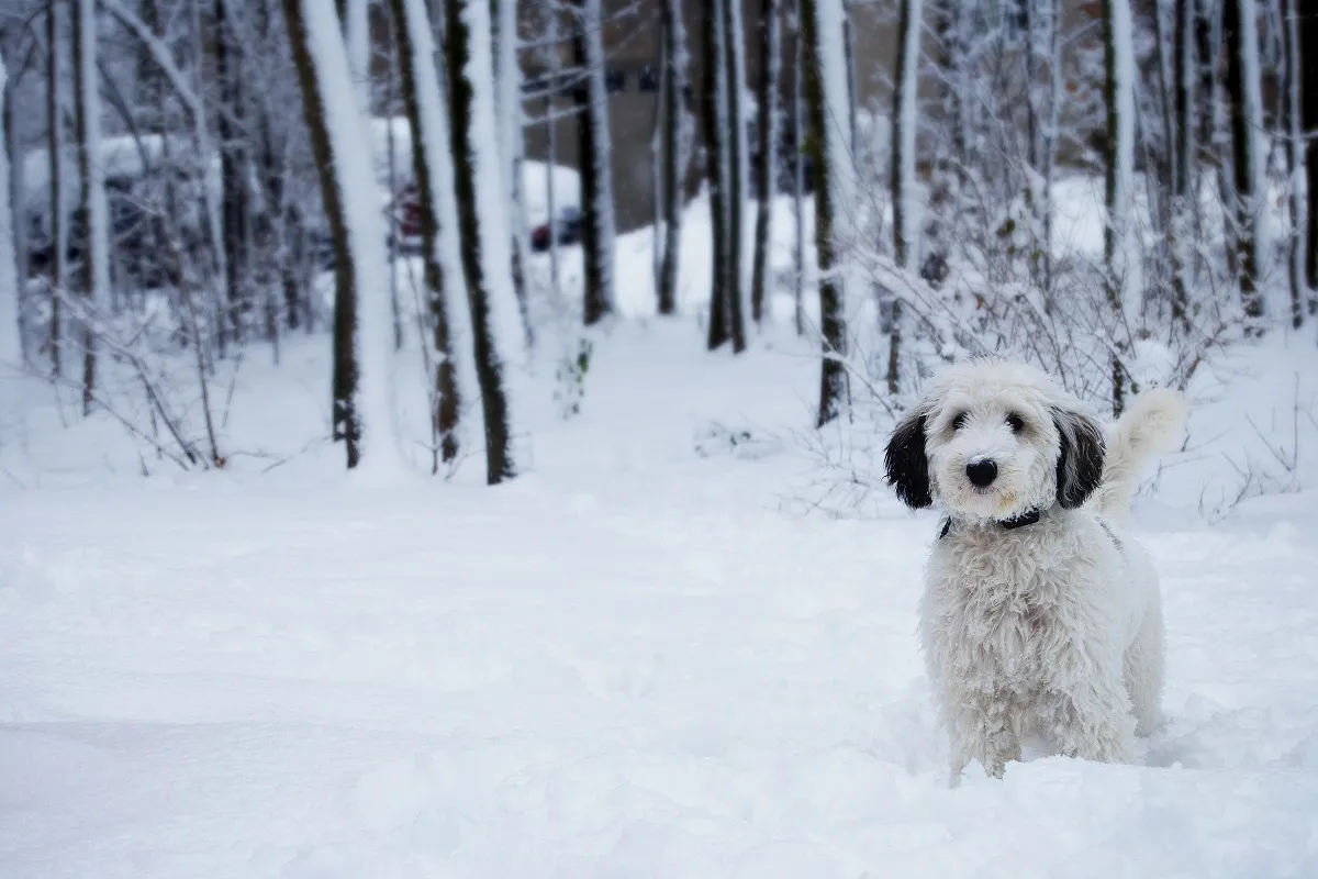 Sheepadoodle w lesie zimą Sheepadoodle na zimowym spacerze