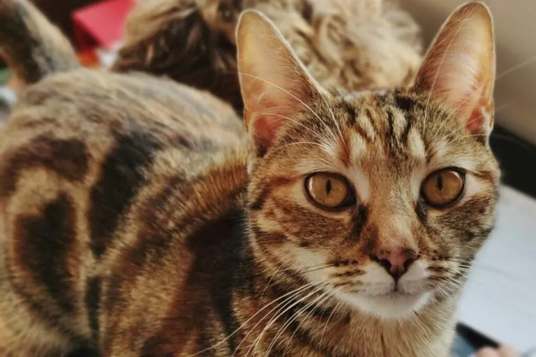 Sokoke Portret sokoke