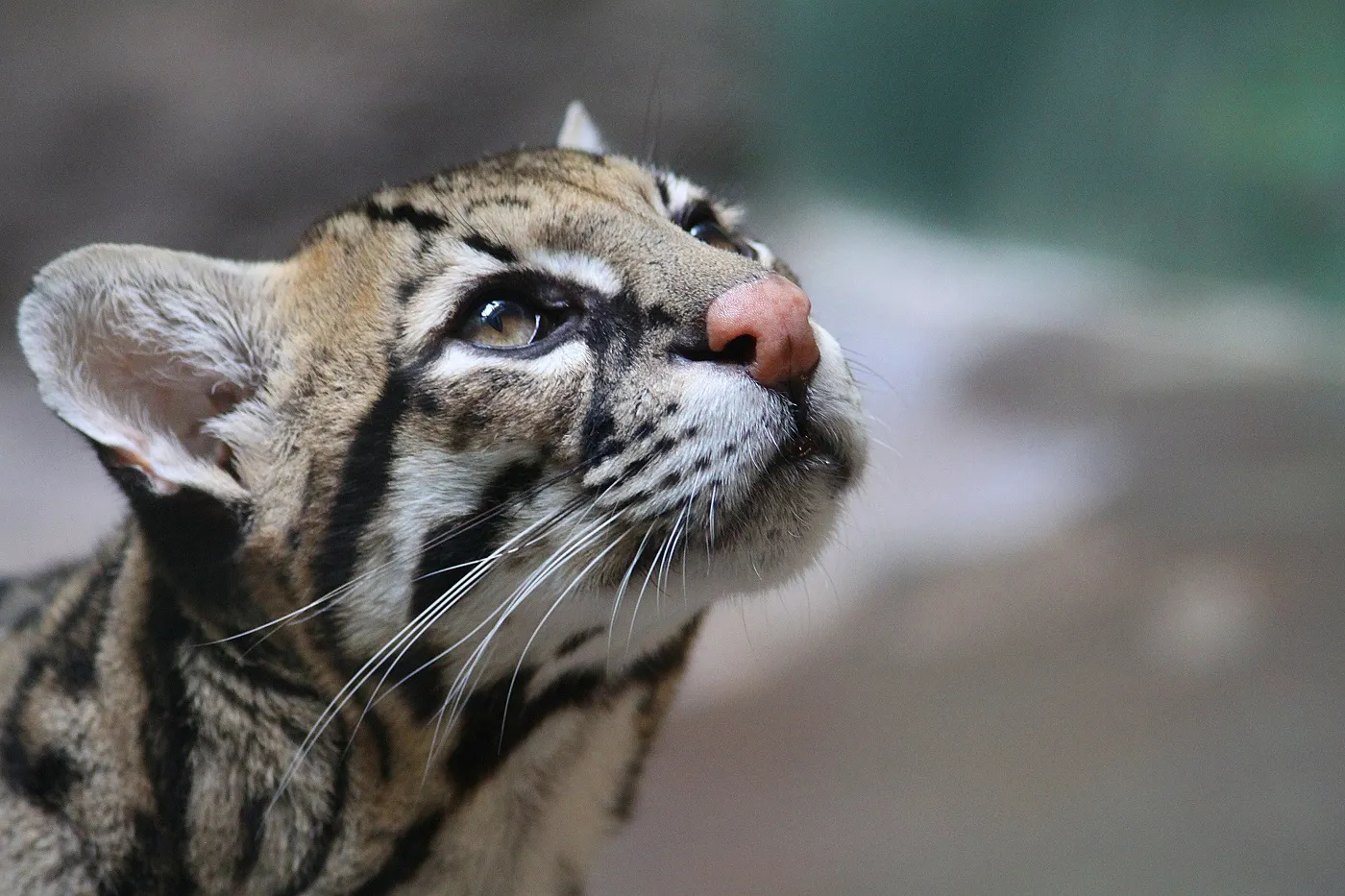 Zbliżenie głowy ocelota Ocelot w nocy