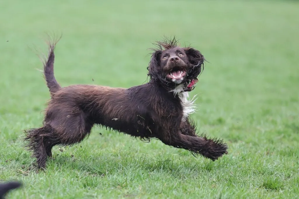 boykin spaniel aktywność fizyczna boykin spaniel aktywność fizyczna