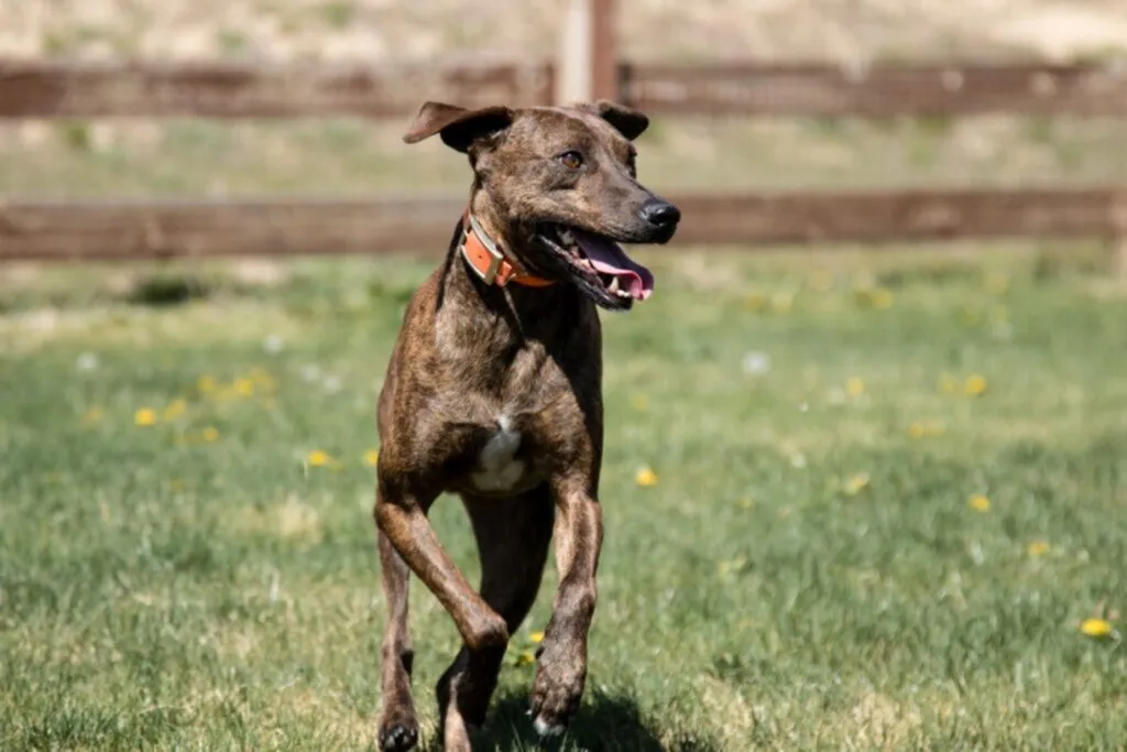 plott hound cena plott hound cena