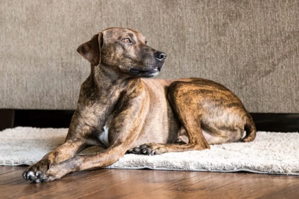 plott hound charakter plott hound charakter
