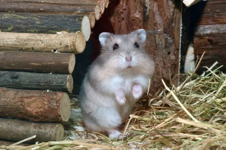 Chomik Roborowskiego Chomicznik malutki
