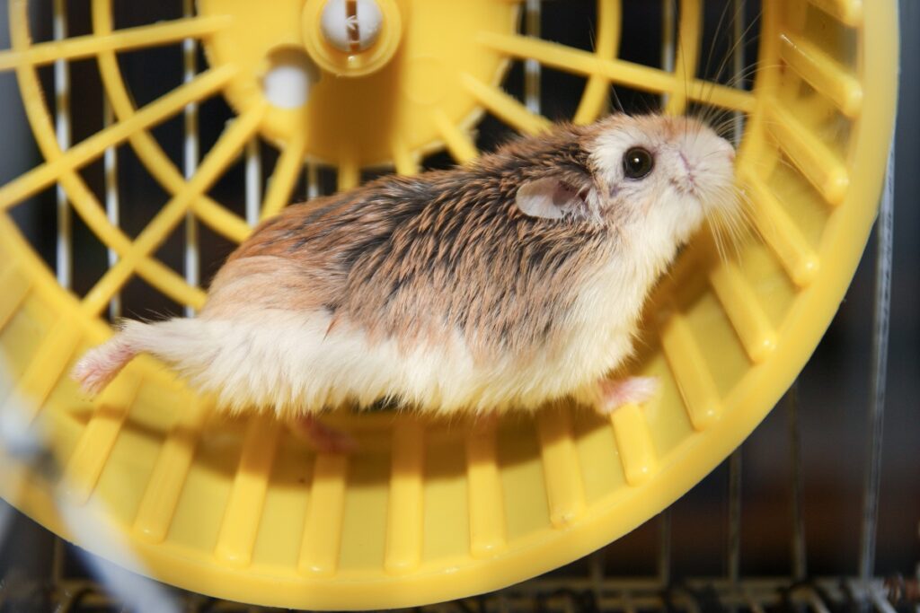 Chomik Roborowskiego chomicznik Malutki Magazyn Zooplus chomik-roborowskiego-chomicznik-malutki-magazyn-zooplus
