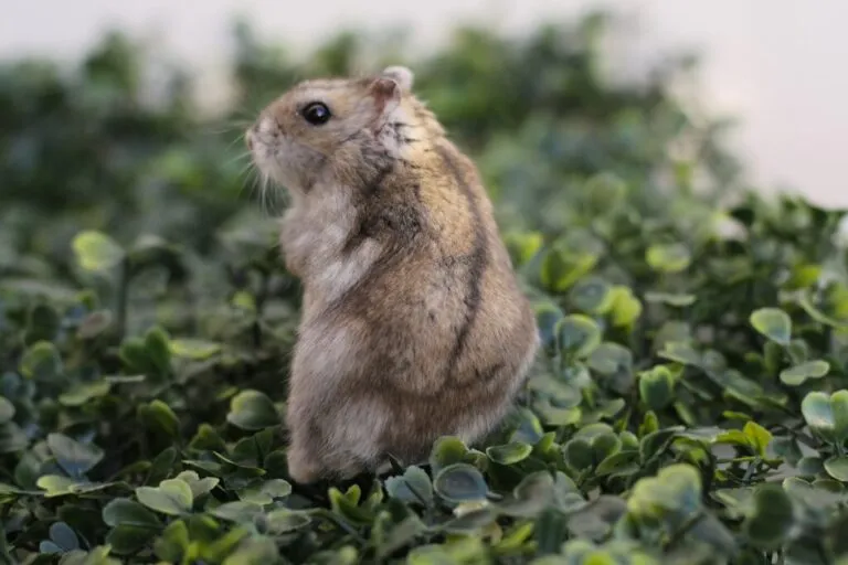 Chomik chiński pręgowany Cricetulus barabensis griseus