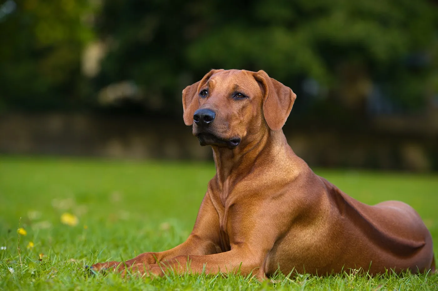 Rhodesian ridgeback na trawie Rhodesian ridgeback z pręgą na grzbiecie