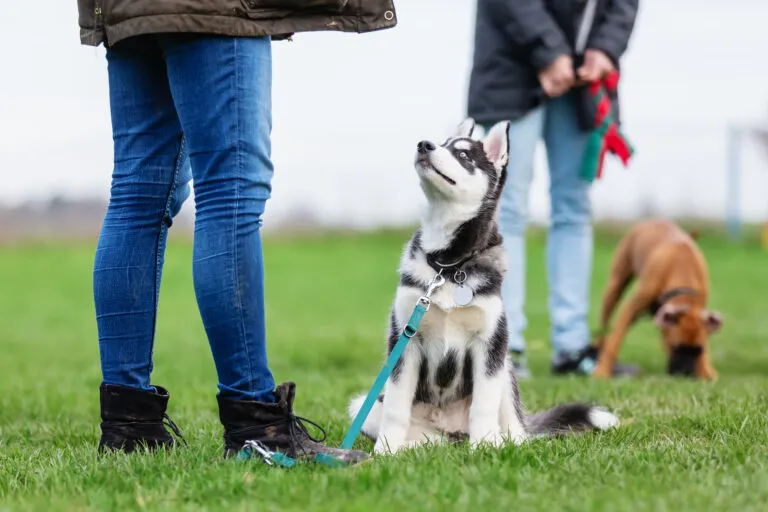 Lonżowanie psa Husky w psim przedszkolu
