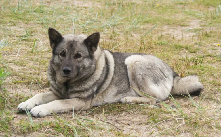 Elkhund szary Elkhund na trawie