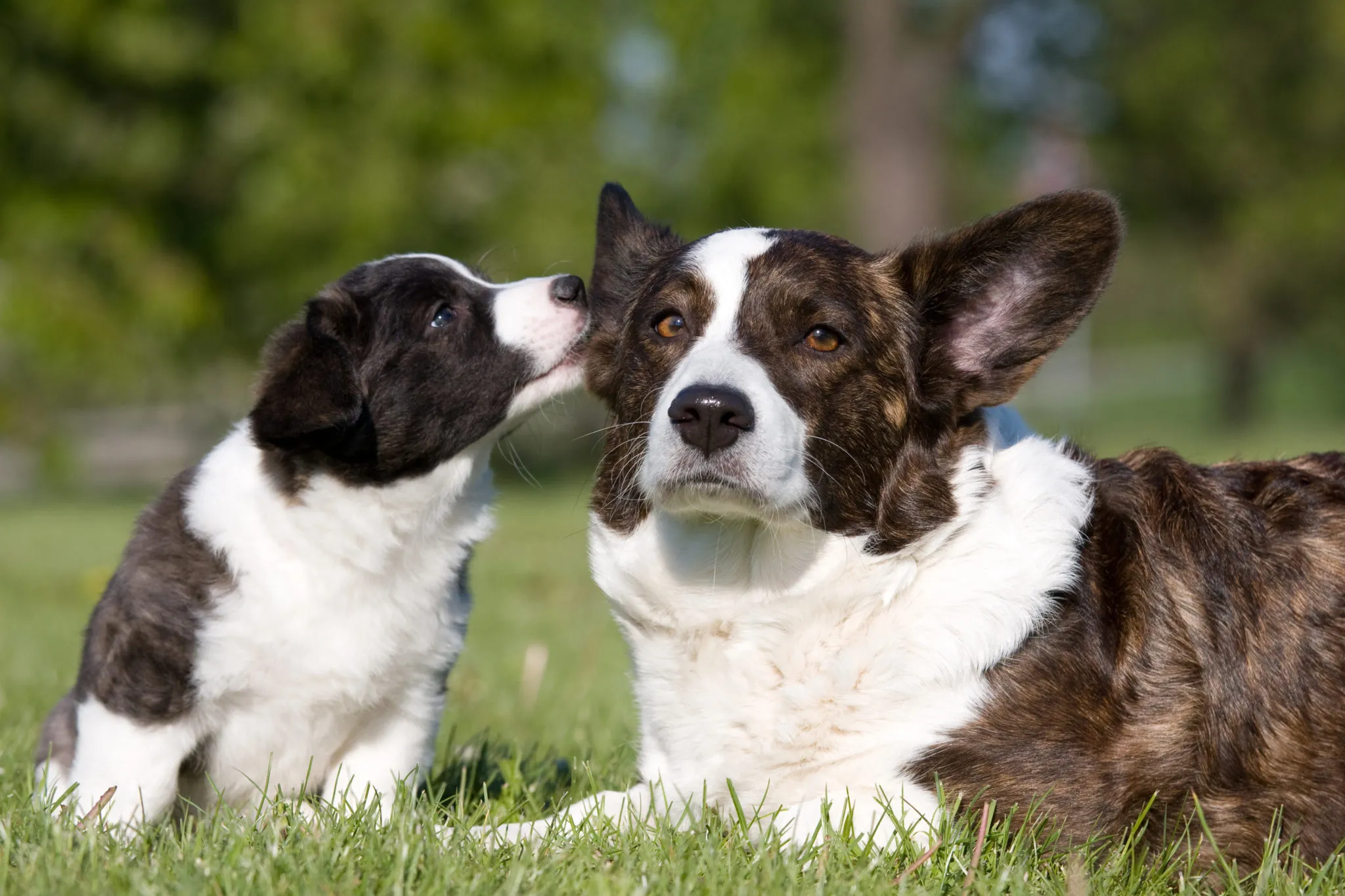 Suczka i szczenię rasy welsh corgi cardigan Szczenię rasy welsh corgi cardigan z mamą