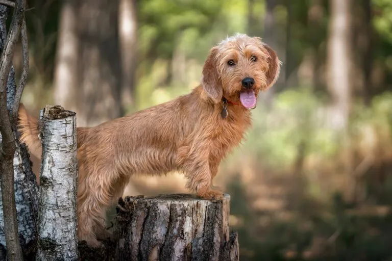 Basset bretoński Basset fauve de Bretagne