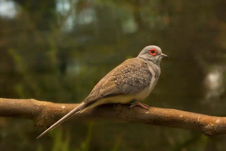 Gołąbek diamentowy Geopelia cuneata
