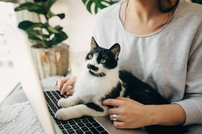 Petsitterzy Kobieta szukająca petsittera