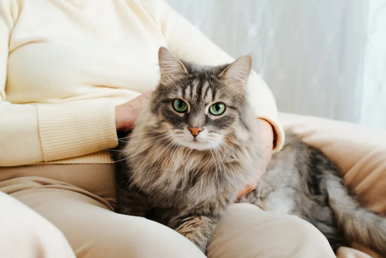 Catsitting Domowa opieka dla kota