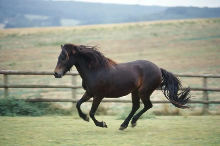 Kuc Dartmoor Kuc Dartmoor w galopie