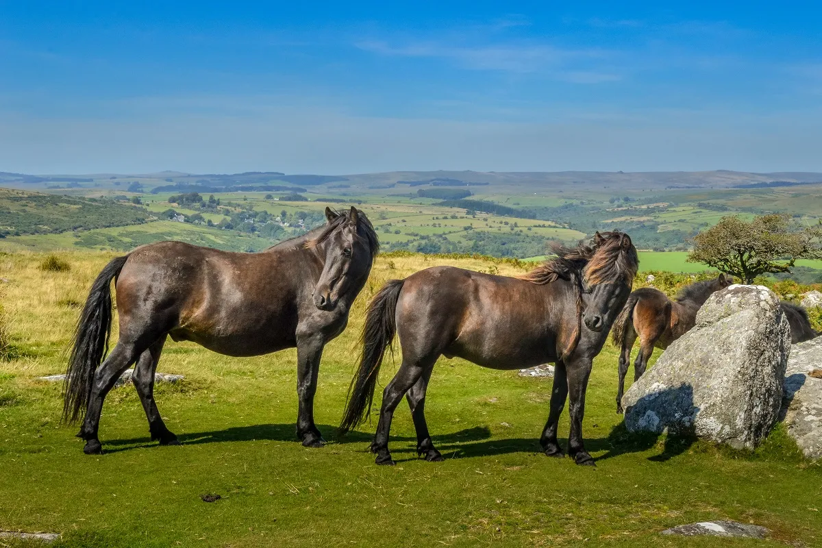 Stado kuców Dartmoor Kuce Dartmoor w Anglii
