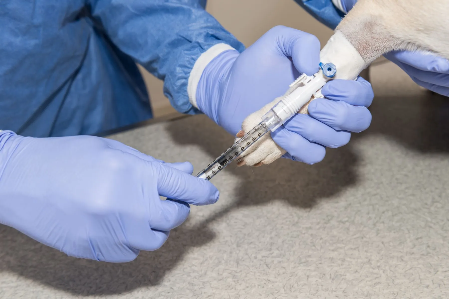 Chemioterapia dożylna u psa Pies podczas chemioterapii dożylnej