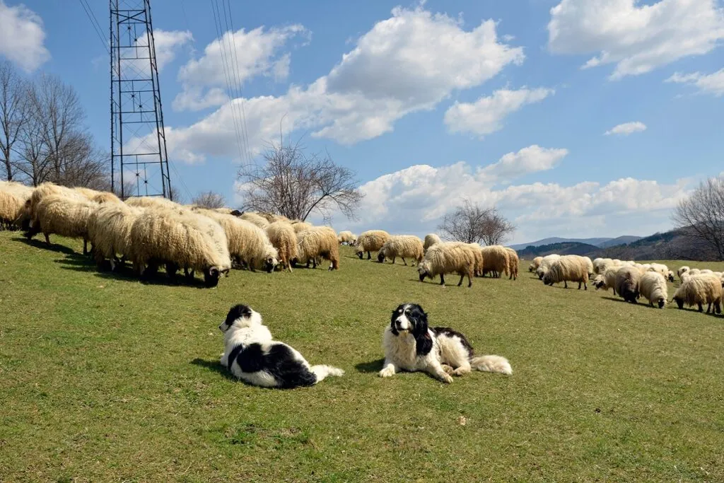 Para tornjaków pilnująca owiec Para tornjaków podczas pracy