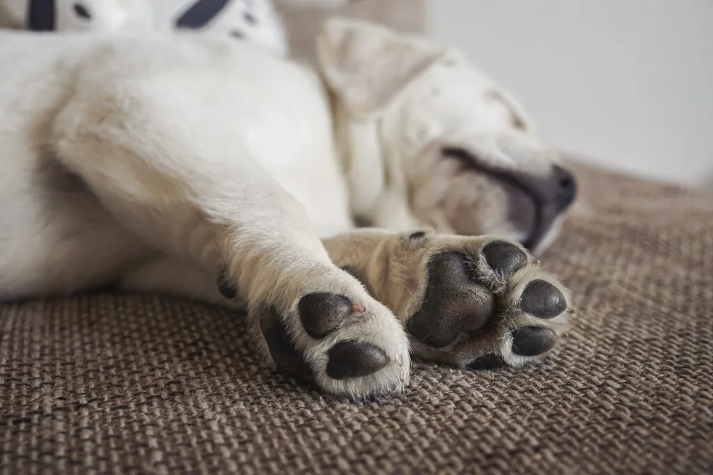 Pies śpiący z wyciągniętymi łapami Labrador odpoczywający na dywanie